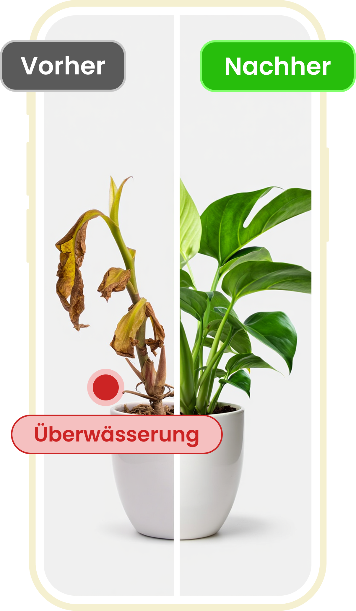 Vorschau von Pflanzendiagnose und Genesung in der Plant-ID-App