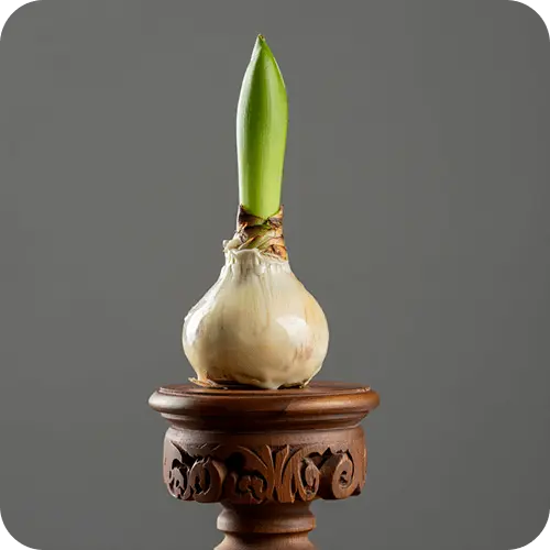 Wachsummantelte Amaryllis-Zwiebel mit austreibendem Blütenstängel auf dekorativem Ständer ohne Erde