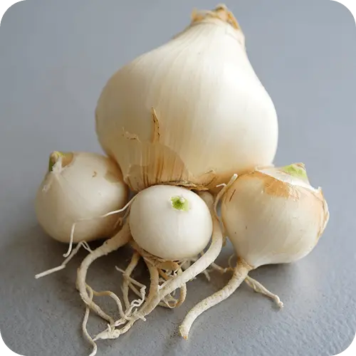 Amaryllis-Zwiebel mit Brutzwiebeln beim Teilen mit sichtbaren Wurzeln und Wachstumspunkten