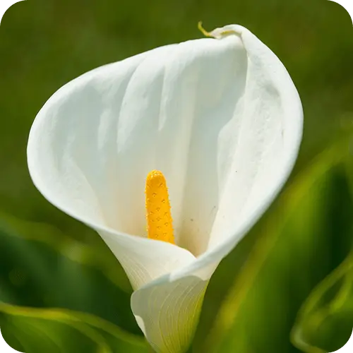 Calla-Knollen beim Teilen mit Mutterknolle und kleineren Tochterknollen