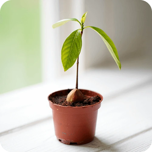 Junge Avocadopflanze aus Kern im Topf