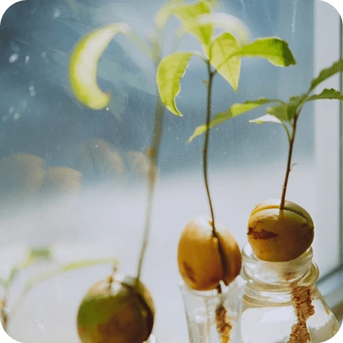 Avocadopflanze wird für Winter ins Haus geholt