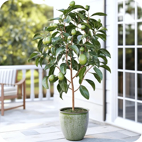 Großer Avocadobaum in geräumigem Topf drinnen