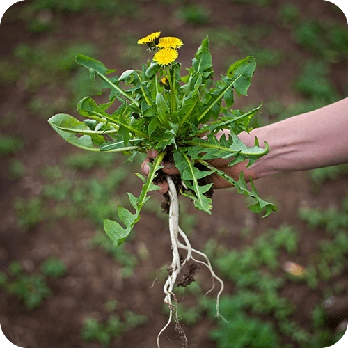 Frische Löwenzahnpflanze mit Wurzeln, Blättern und Blüten