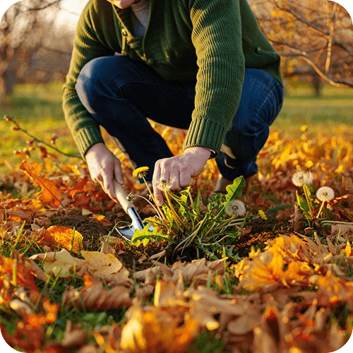 Person gräbt Löwenzahnwurzeln im Herbst aus