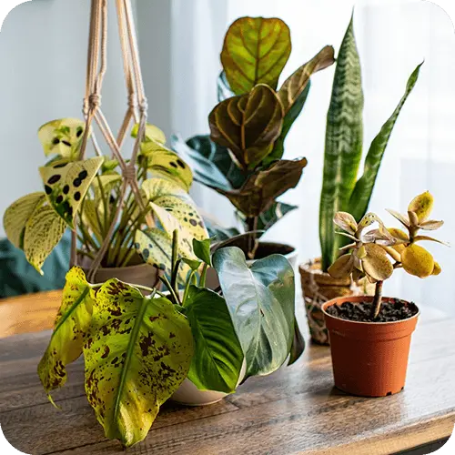 Häufige Zimmerpflanzenkrankheiten mit verschiedenen Symptomen an unterschiedlichen Pflanzen