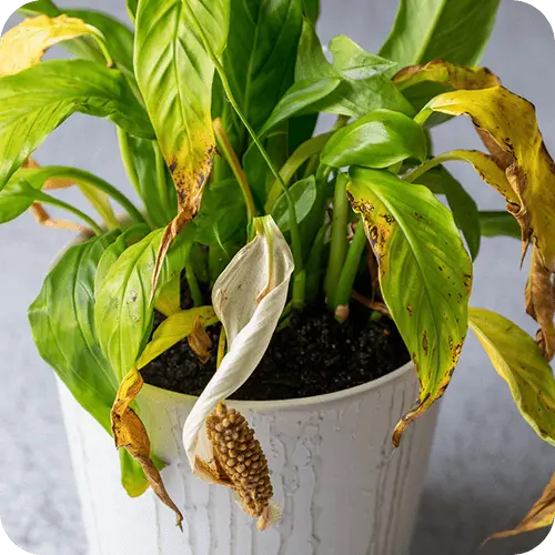 Einblatt mit Anzeichen von Wurzelfäule und welken Blättern