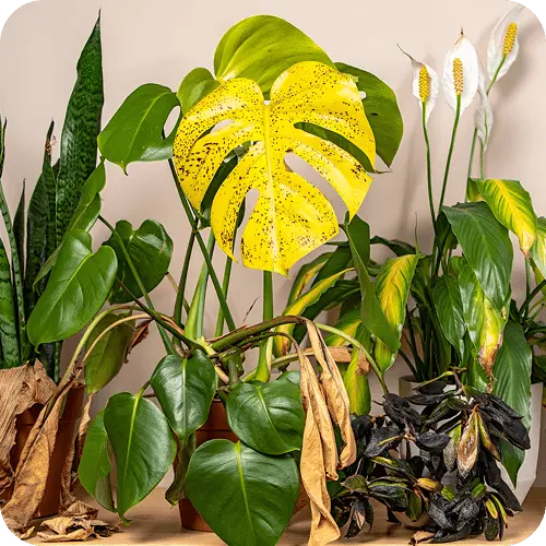 Verschiedene Arten von Pilzinfektionen an Zimmerpflanzen