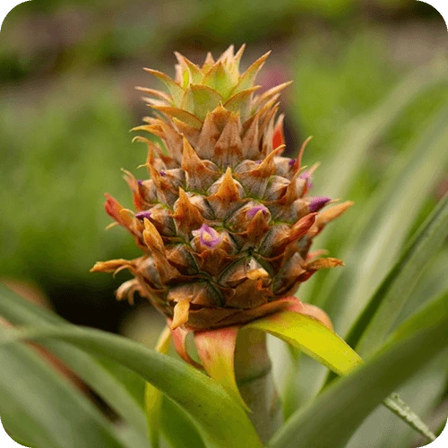 Dekorative Ananaspflanze mit kleiner Zierfrucht