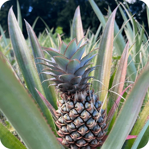 Ausgewachsene Ananaspflanze mit Blütenstand