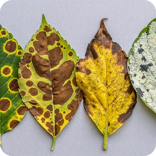 Pflanzenblätter mit verschiedenen Krankheitssymptomen nebeneinander