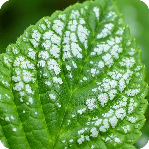 Nahaufnahme einer von Mehltau befallenen Pflanze