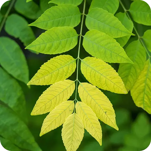 Pflanze mit Nährstoffmangel-Symptomen an den Blättern