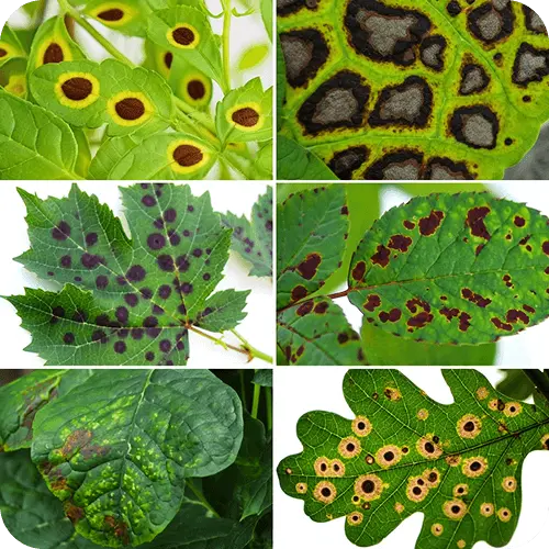 Vergleich verschiedener Blattfleckenarten auf unterschiedlichen Pflanzen