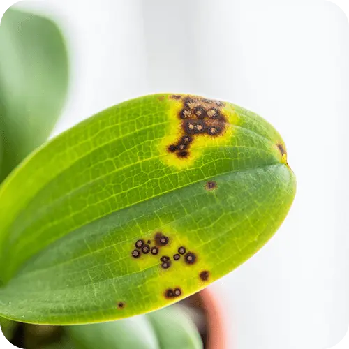 Orchideenblatt mit bakteriellen und pilzlichen Flecken im Vergleich