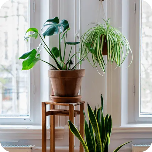 Gesunde Pflanzenaufstellung mit richtigem Abstand und Belüftung