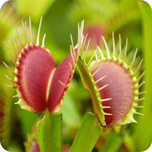 Venusfliegenfalle mit geöffneten Fallen und sichtbaren Auslösehaaren sowie roter Innenfärbung