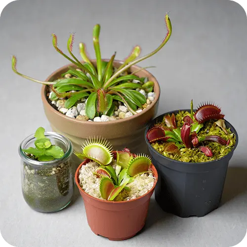 Verschiedene fleischfressende Pflanzen in geeignetem Substrat mit unterschiedlichen Topfgrößen und Wachstumsmedien
