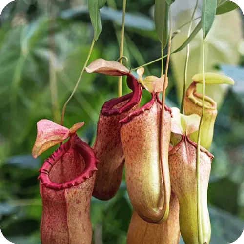 Große Nepenthes-Kannenpflanze mit mehreren hängenden Fallen in einer geräumigen Kultivierungsanlage