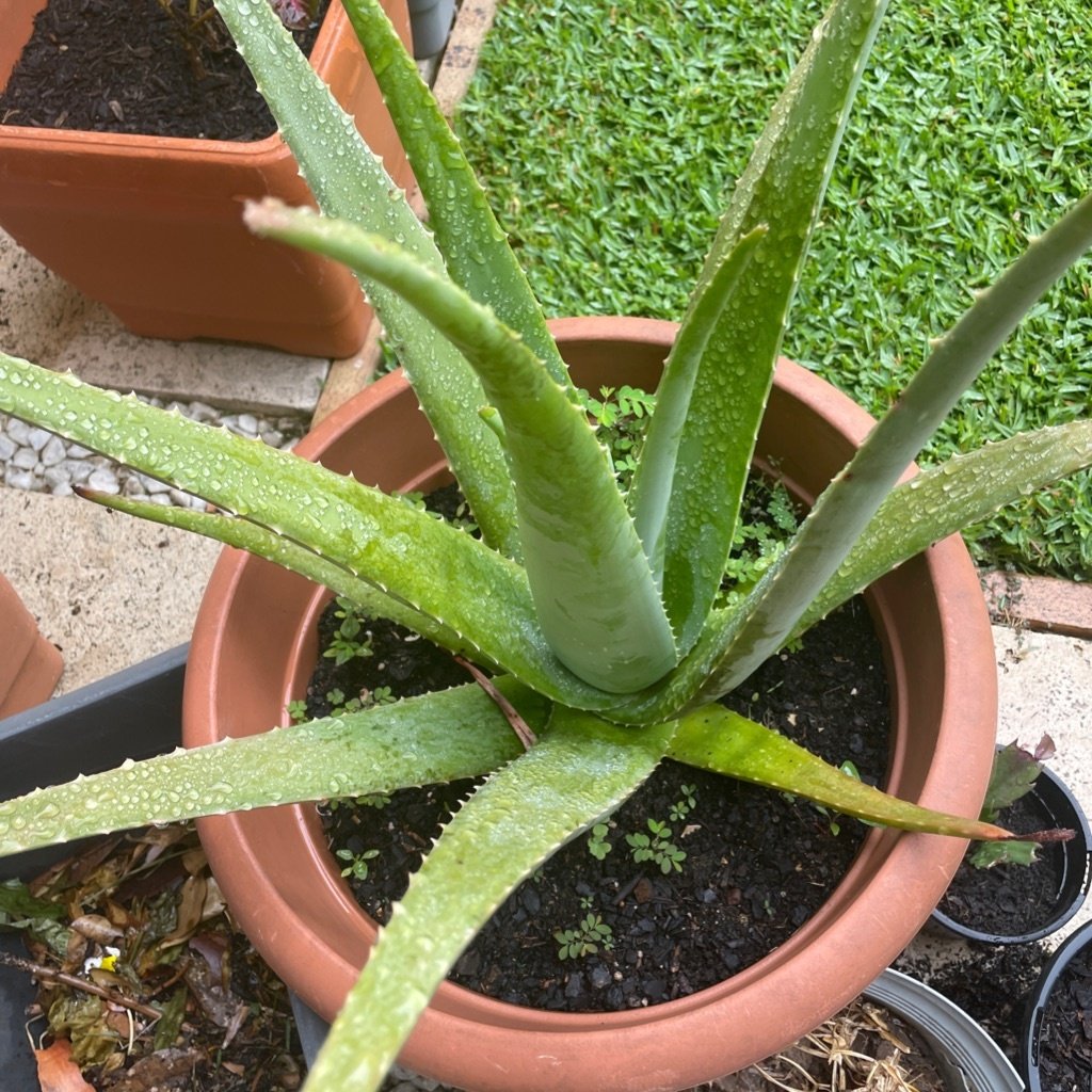 Aloe vera