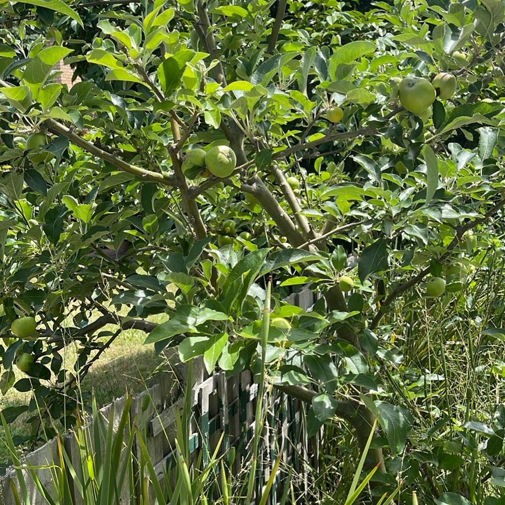 Apfelbaum