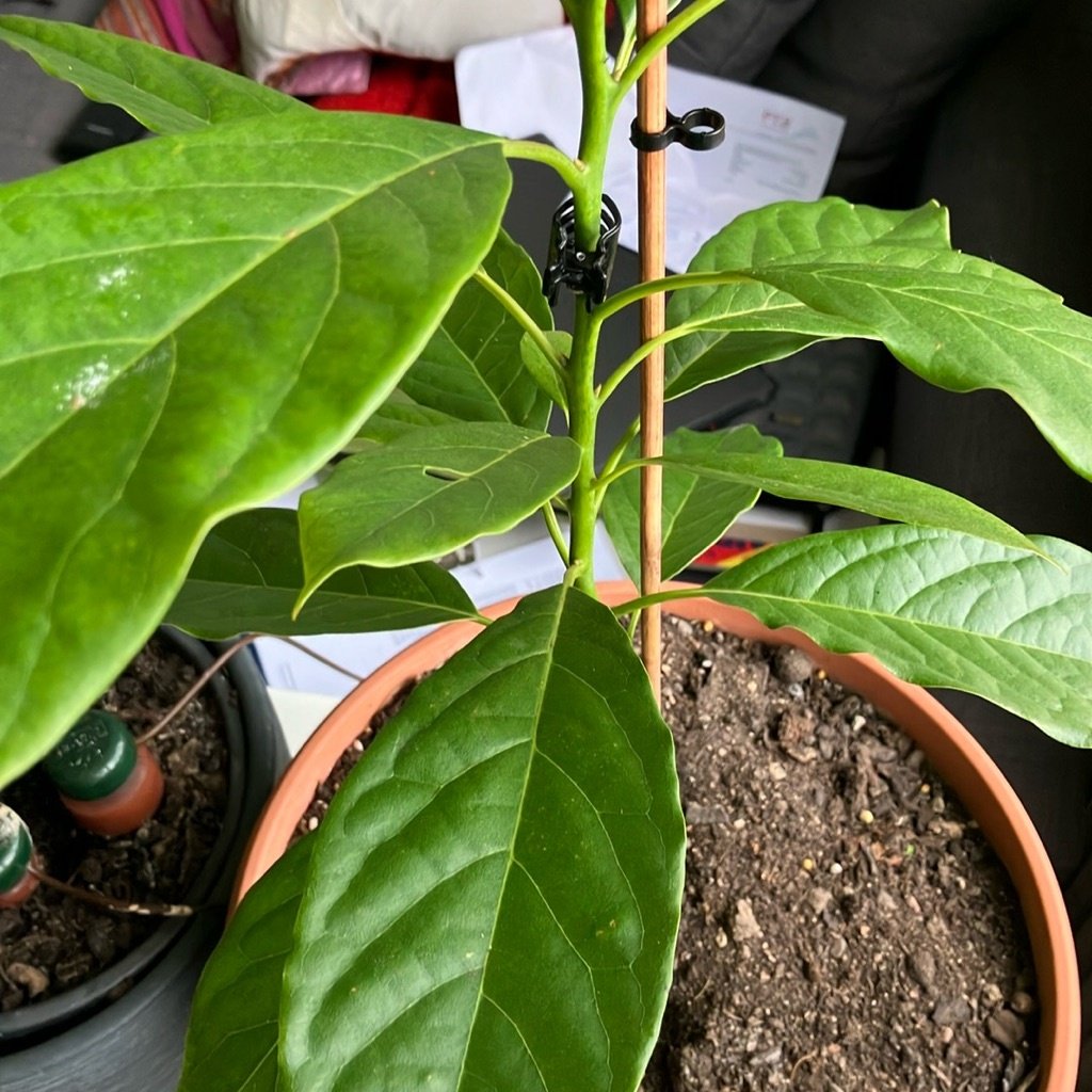 Avocado