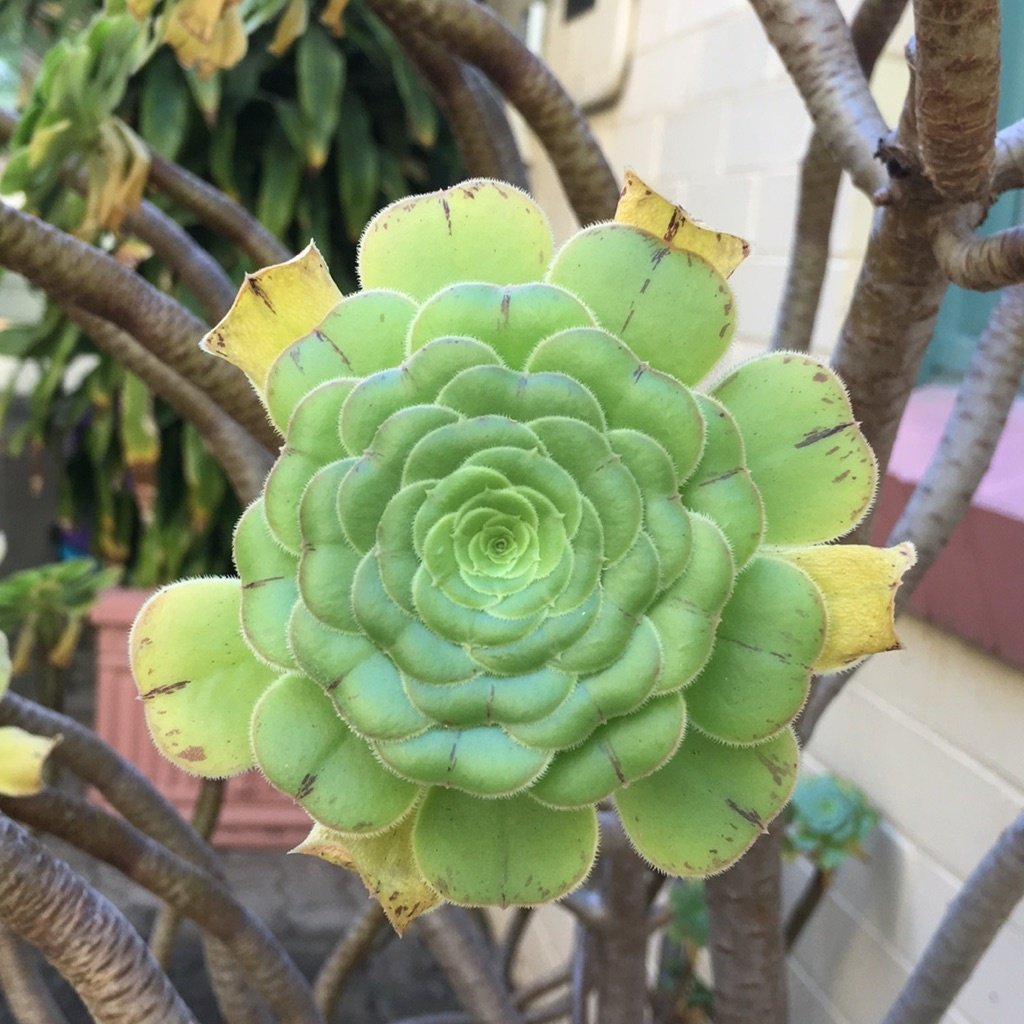 Baum-Aeonium