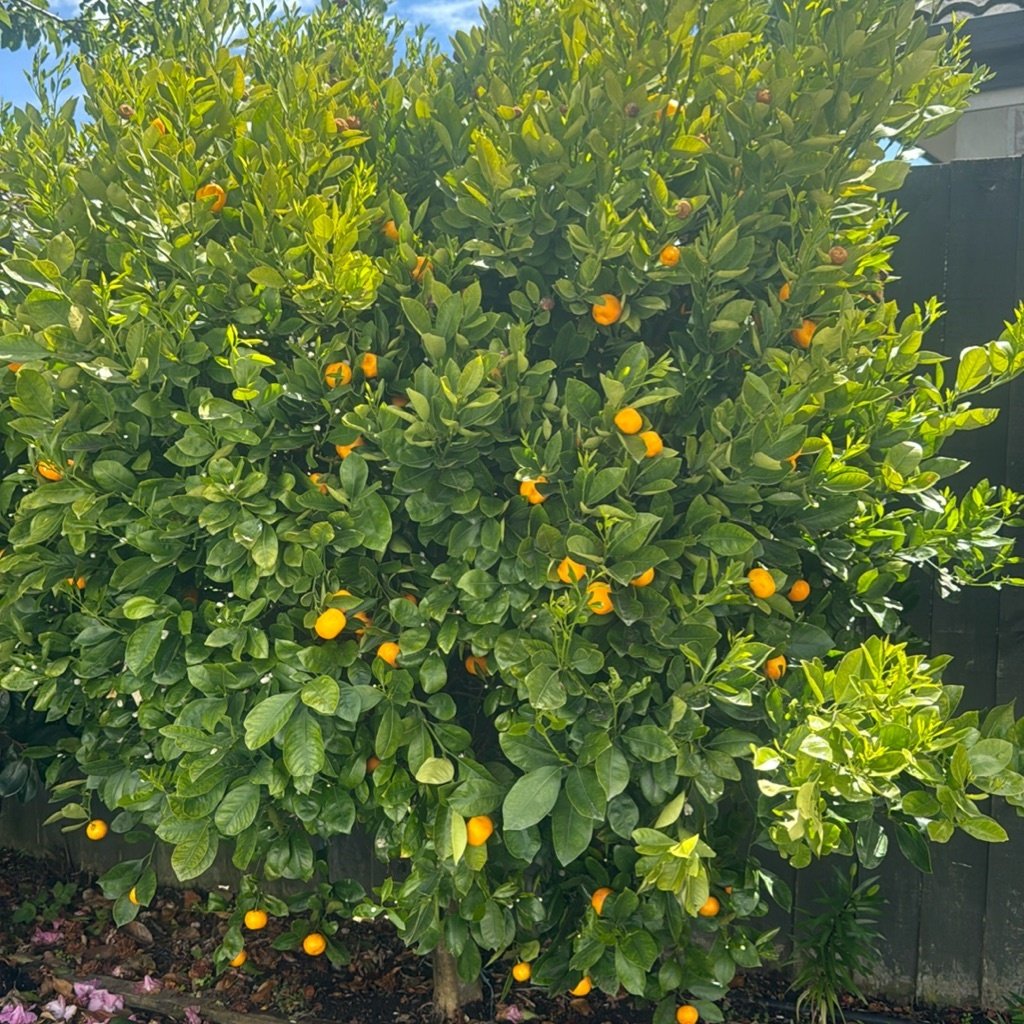 Bitterorange