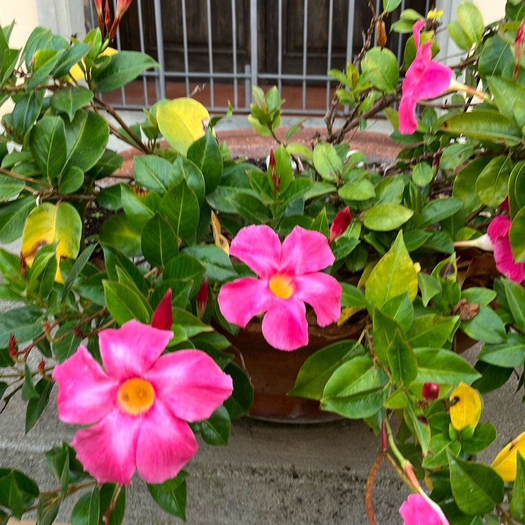 Brasilianischer Jasmin