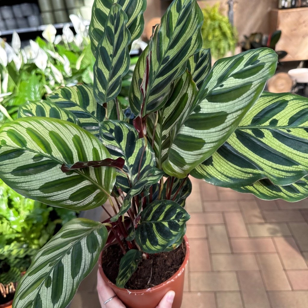 Calathea Makoyana