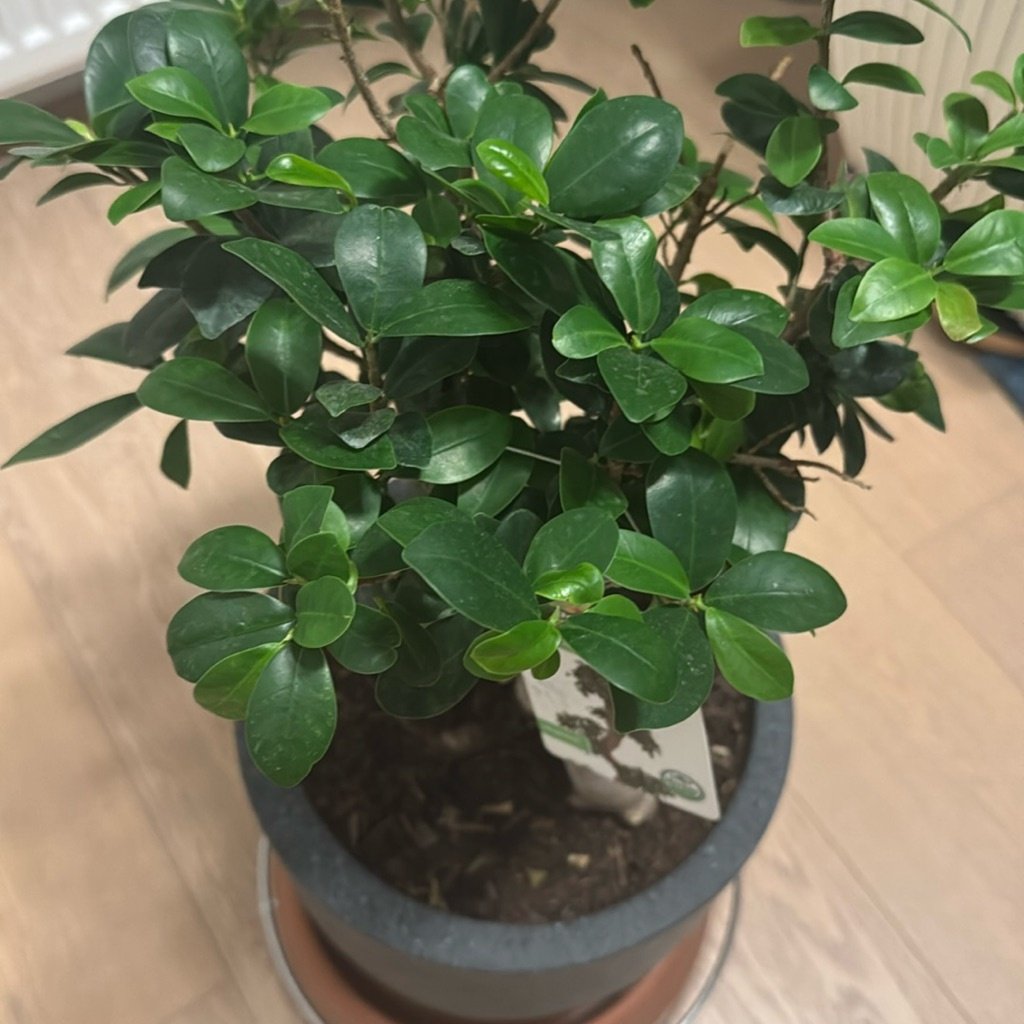 Chinesischer Banyan