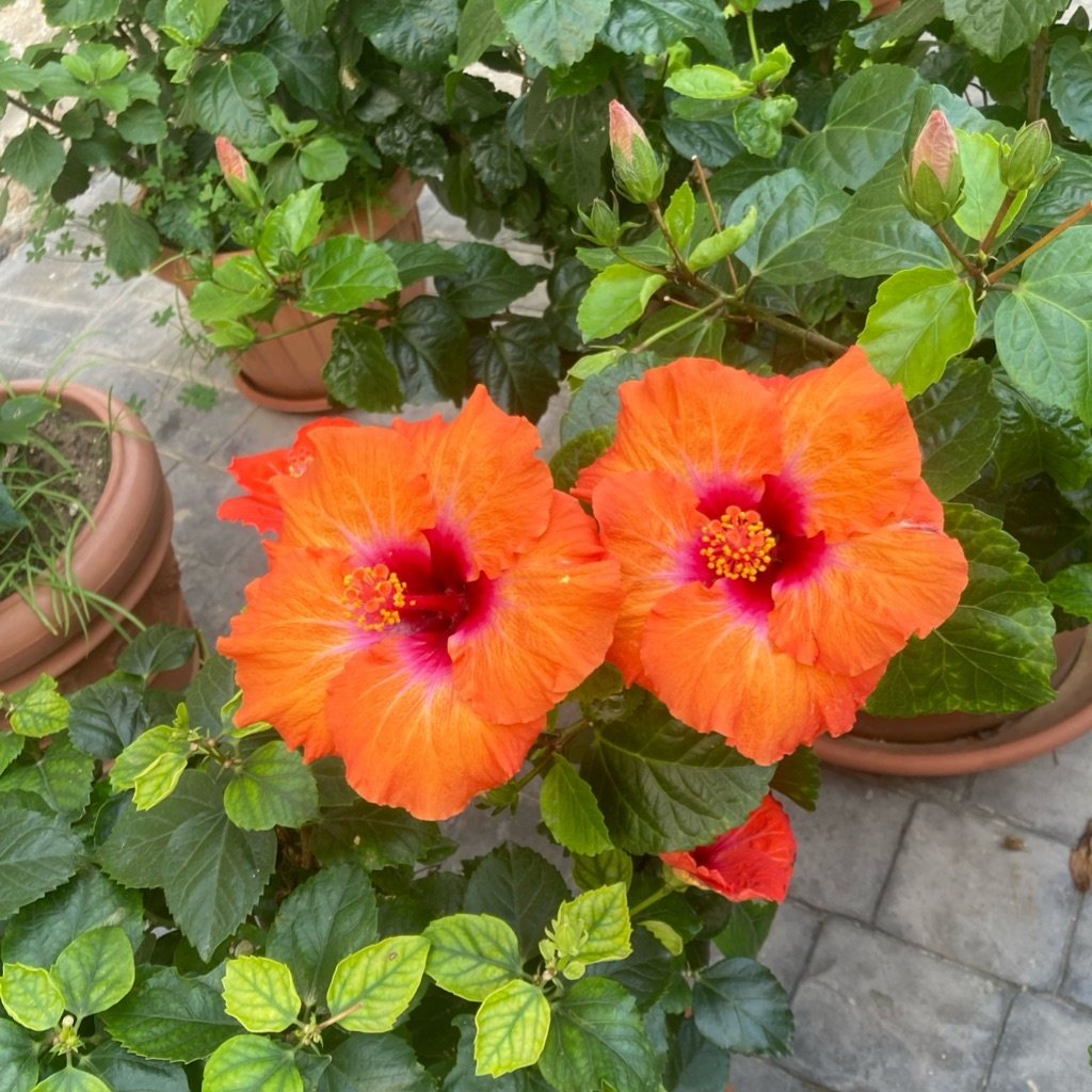 Chinesischer Hibiskus