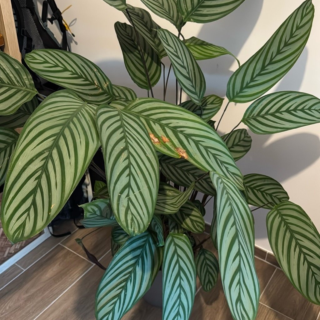 Ctenanthe setosa