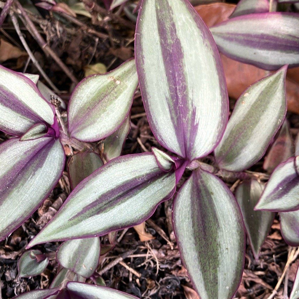 Dreimasterblume