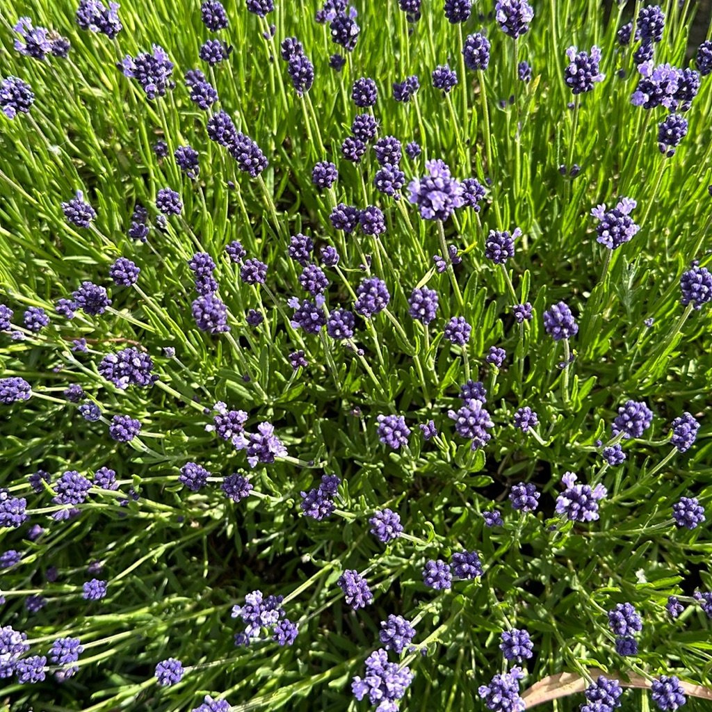 Englischer Lavendel