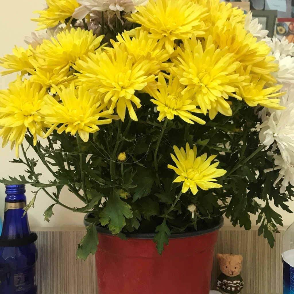 Florist-Chrysantheme