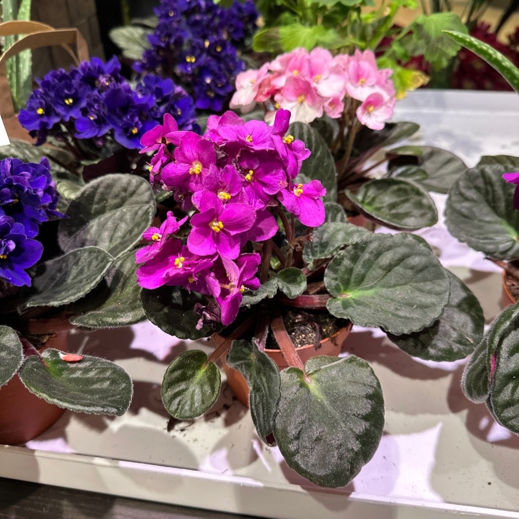 Frauenschuh-Streptocarpus