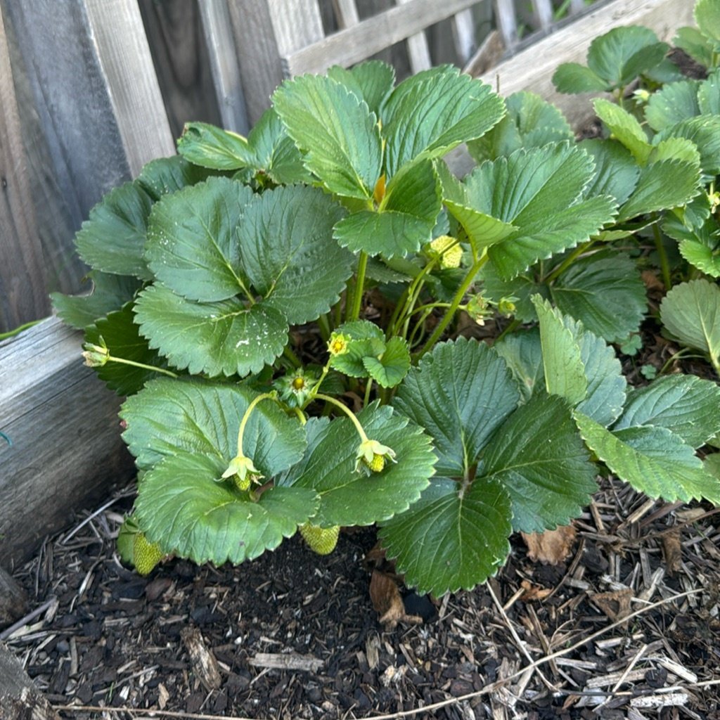 Garten-Erdbeere