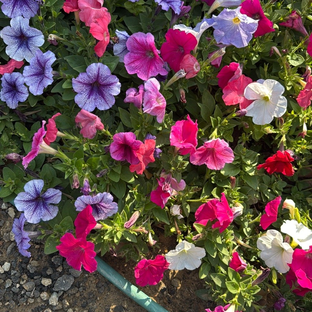 Garten-Petunie