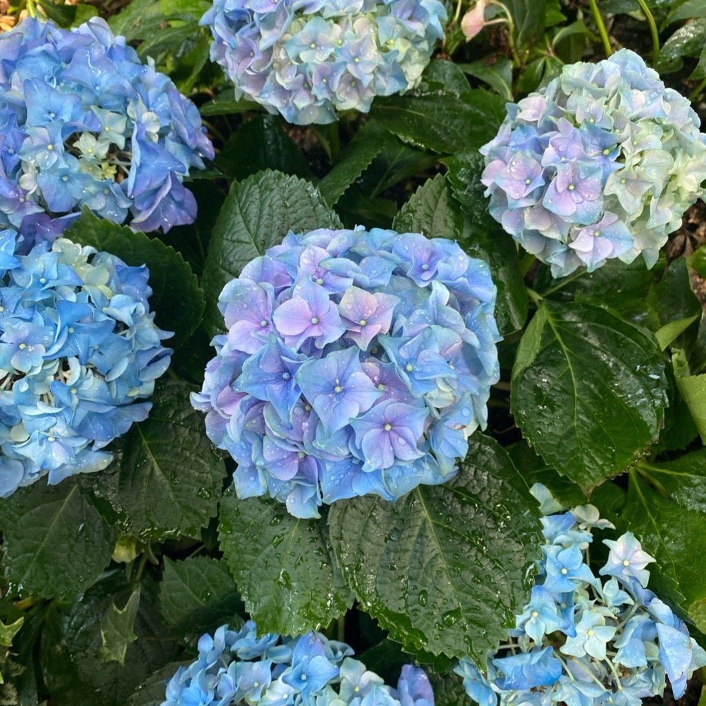 Gartenhortensie