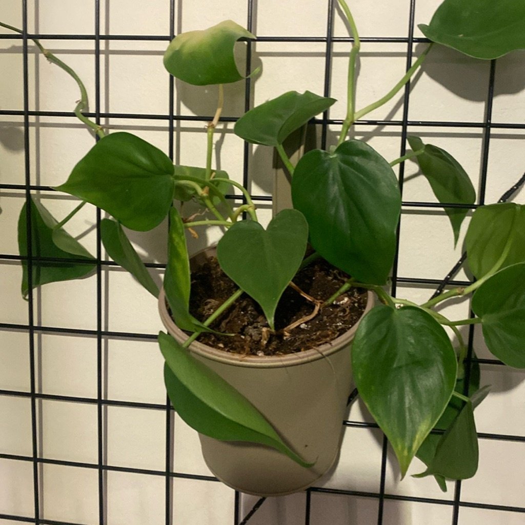 Herzblatt-Philodendron