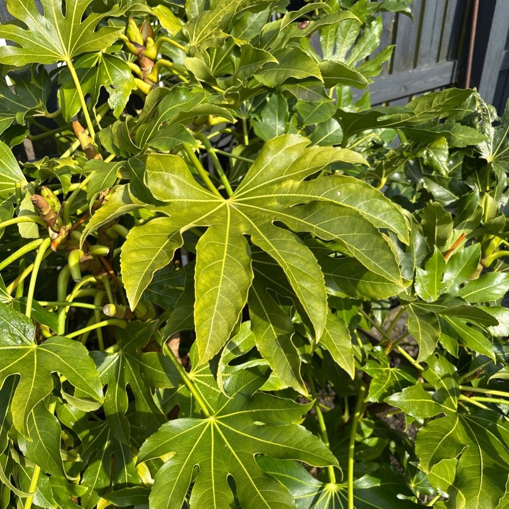 Japanischer Aralien