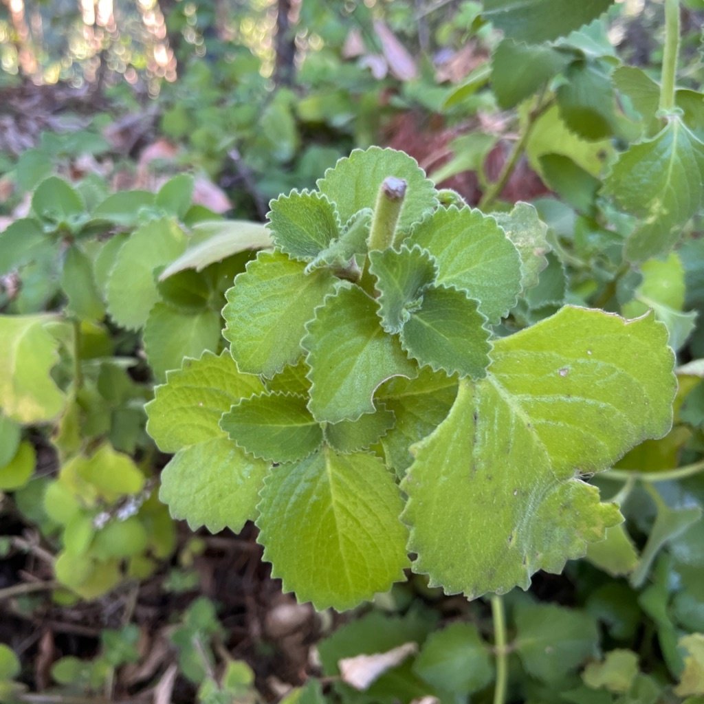 Kubanischer Oregano