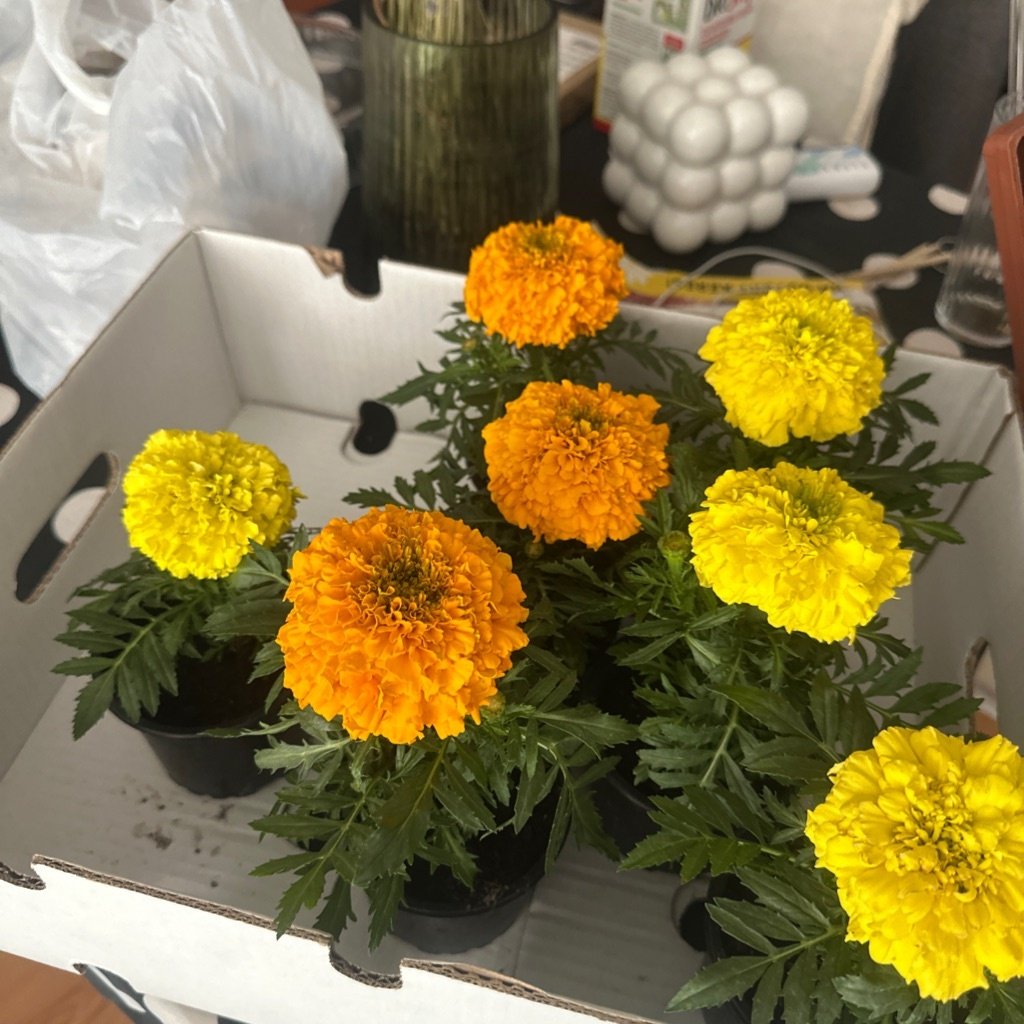 Mexikanische Ringelblume