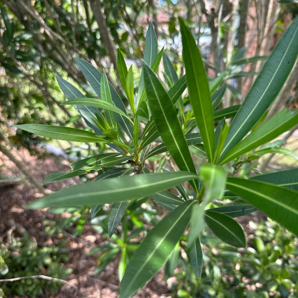 Oleander