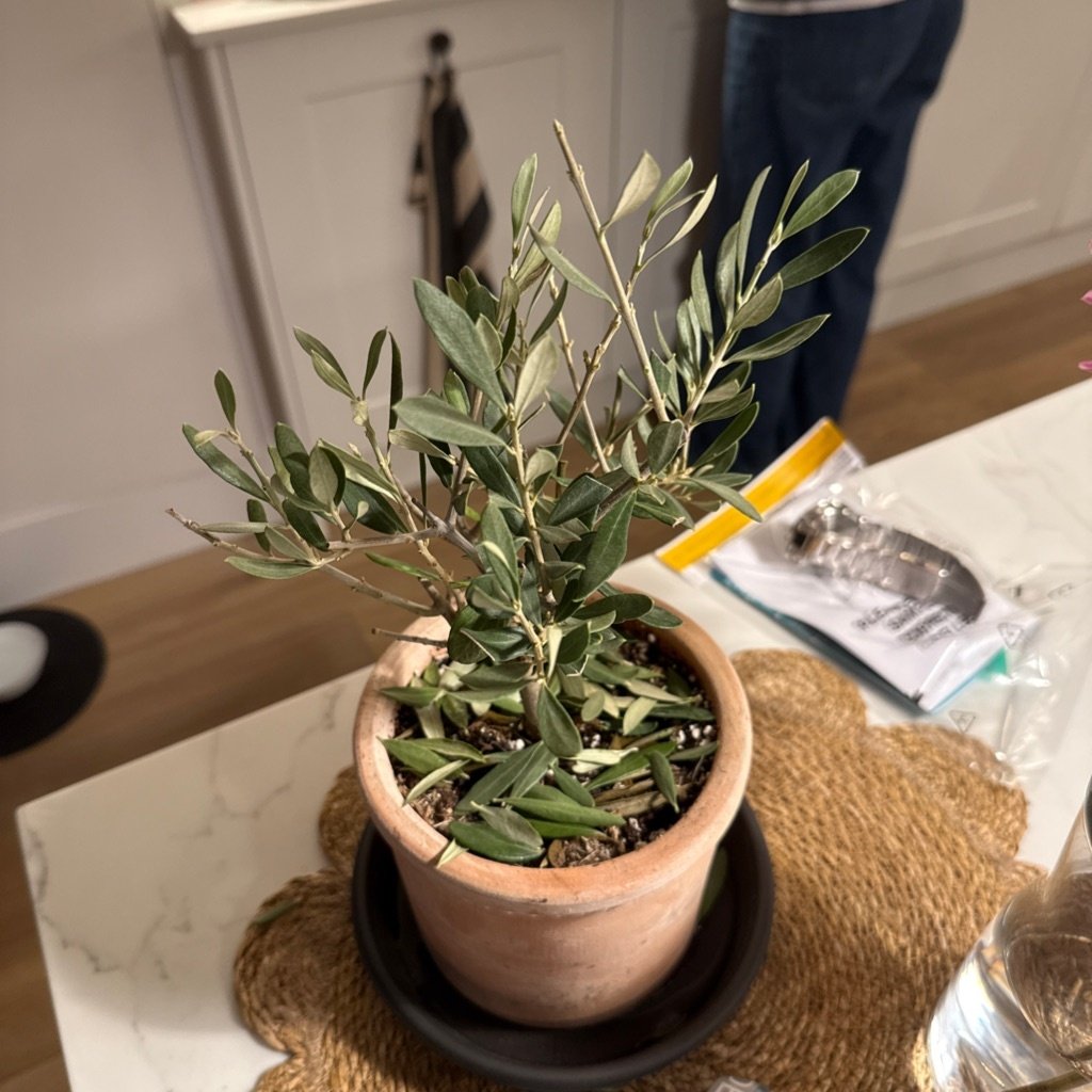 Olivenbaum