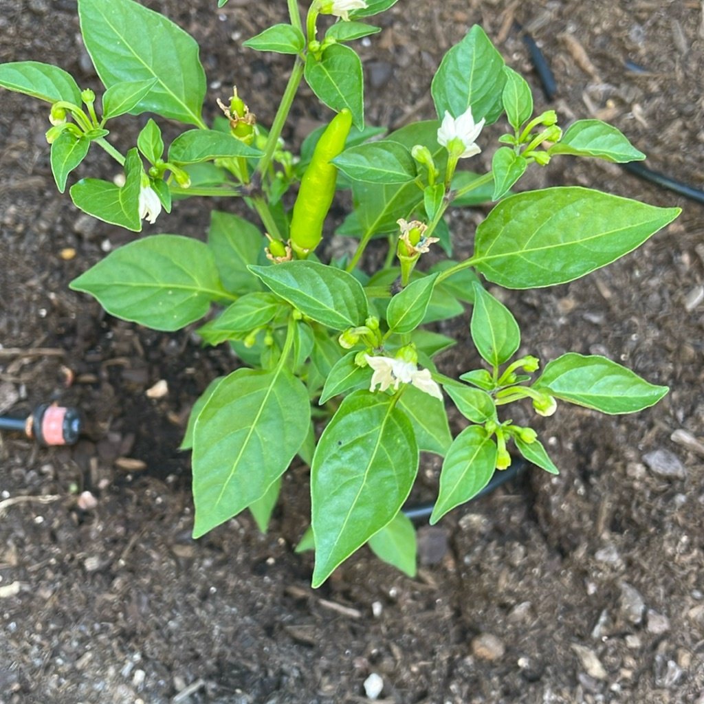 Paprika