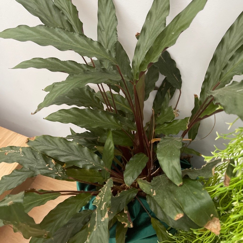 Samthaarige Calathea