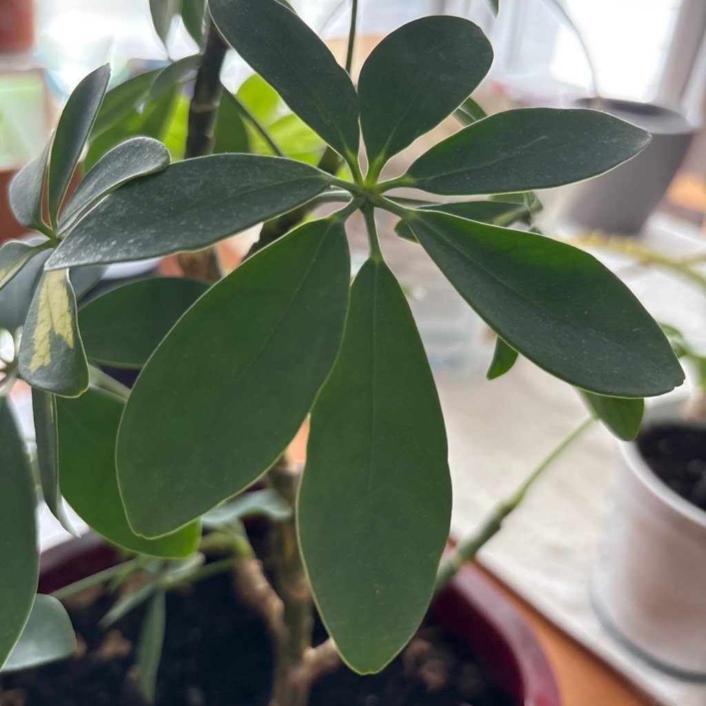 Schefflera
