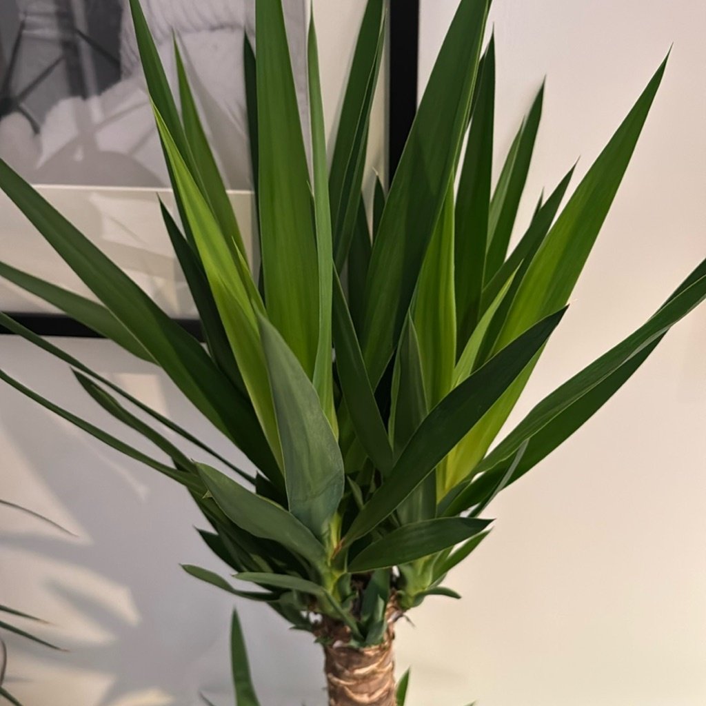 Stachellose Yucca